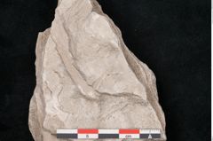 Foto (Detailansicht) von Dictyopteris brongniarti Gutb. (NHMW-GEO-2024-0188-10765)